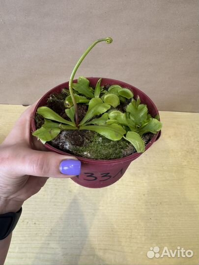 Венерина мухоловка цветок