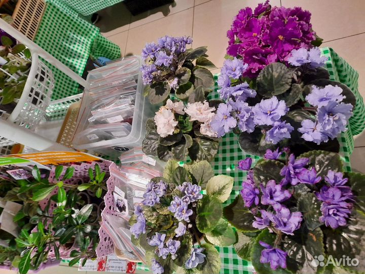 Выставка растений в Магнитогорске