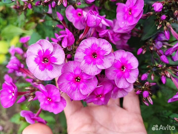 Флоксы метельчатые