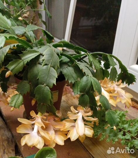 Декабрист шлюмбергера желтый и белый