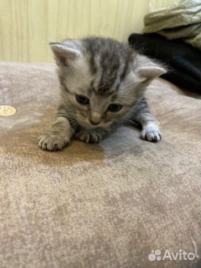 Британские котята