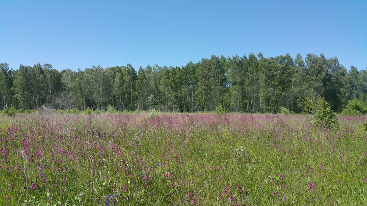 Участок 57 сот. (ИЖС)