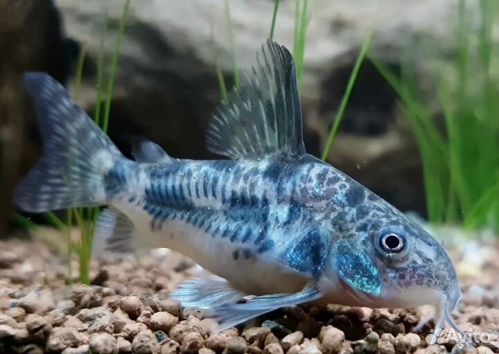 Сомик коридорас крапчатый