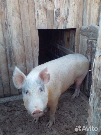Продажа свиней