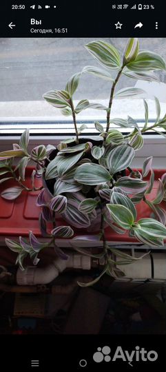 Комнатные растения и цветы