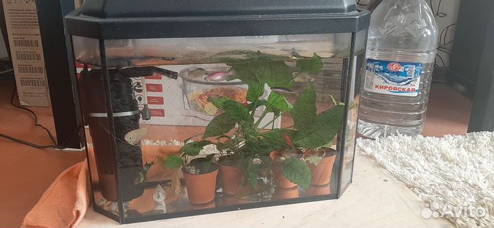 Аквариум