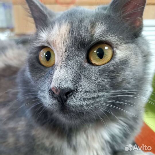 Глаза цвета 