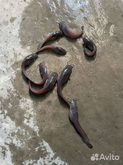 Африканский сом