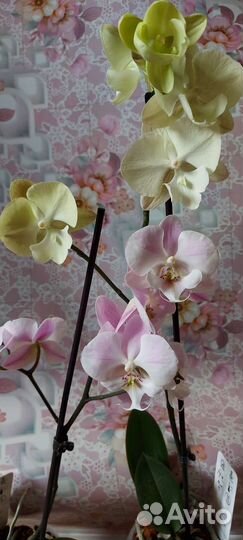 Орхидея фаленопсис биглип