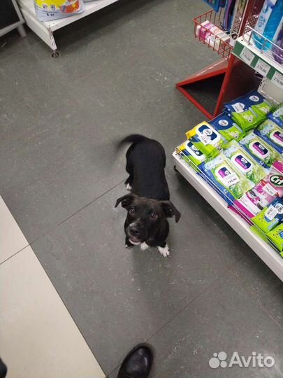 Собака в добрые руки