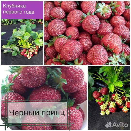 Клубника черный принц рассада