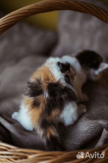 Пушистые котята