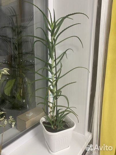 Продам столетник алоэ