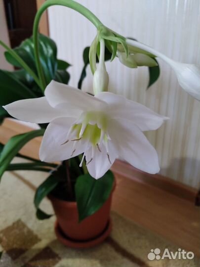 Комнатное растение Эухарис (амазонская лилия)