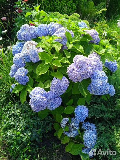 Гартензия розово-голубая, сорт Вечное лето, белая