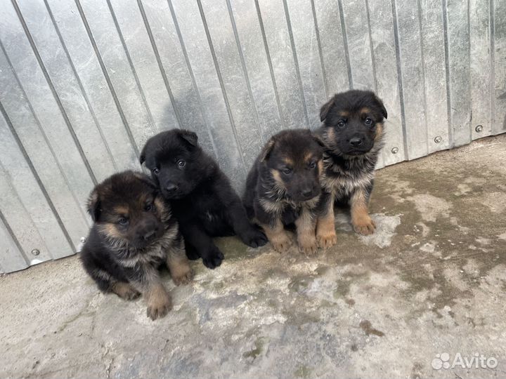 Щенки немецкой овчарки