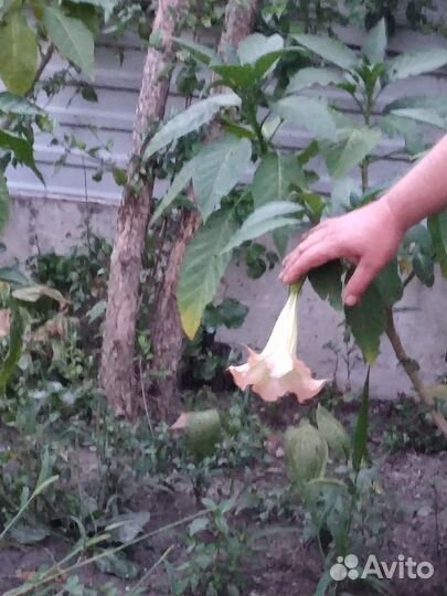 Бругмансия