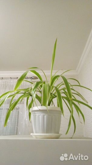 Комнатные растения цветы