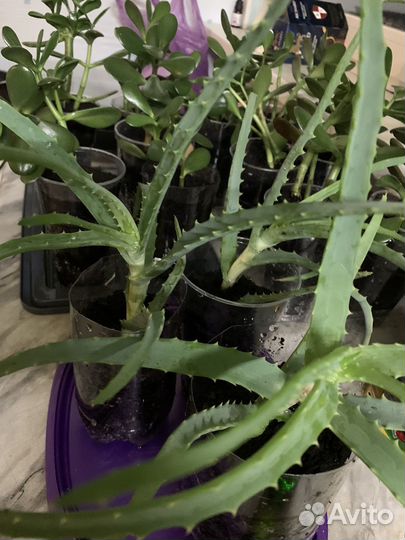 Толстянка,аэлое