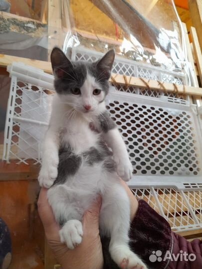 Котята,3 мес
