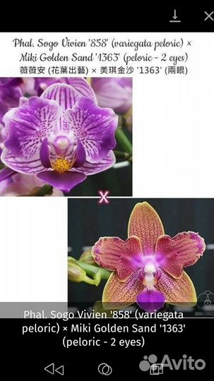 Орхидея бабочка Азия в наличии