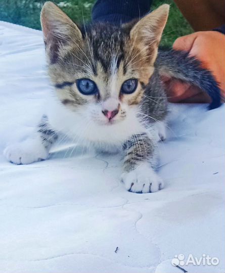 Котенок в добрые руки