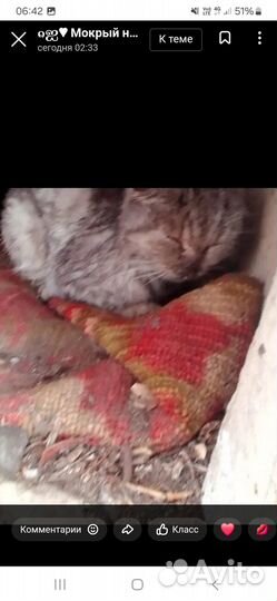 Погибает котенок. Нужен человек, кто займётся его