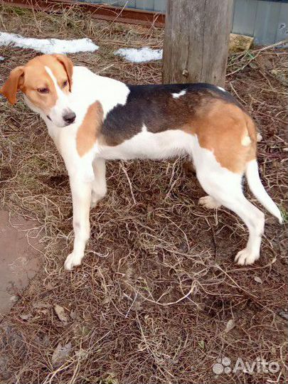 Отдам в добрые руки