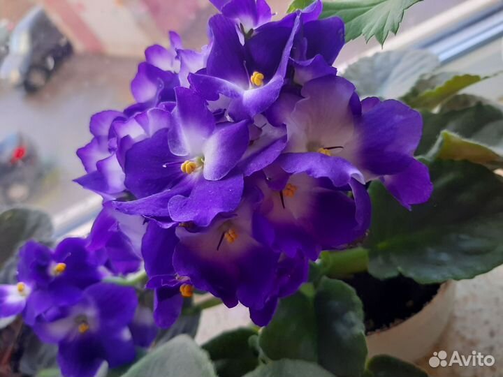 Листочки фиалок и детки