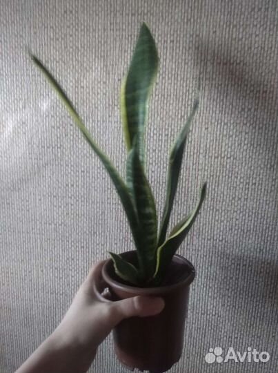 Сансевиерия