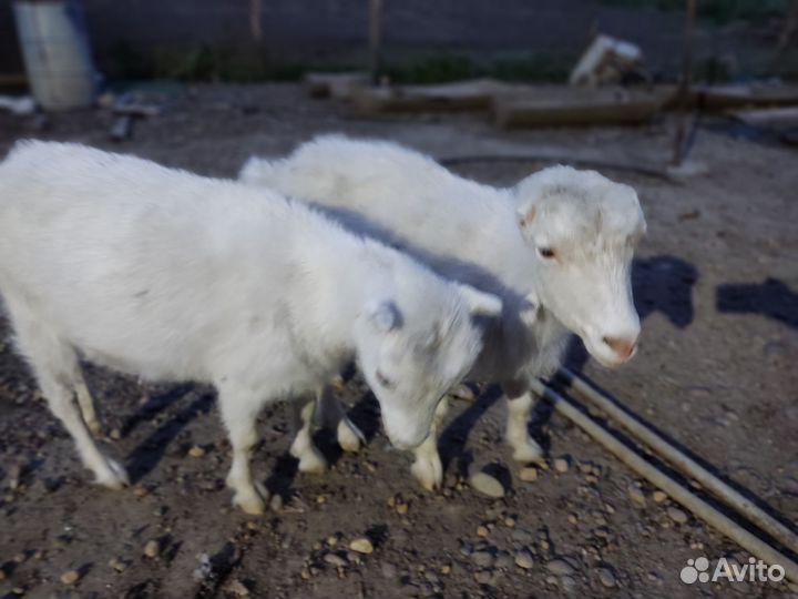 Козы Ламанча