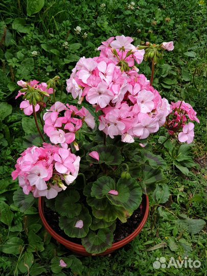 Герань пеларгония