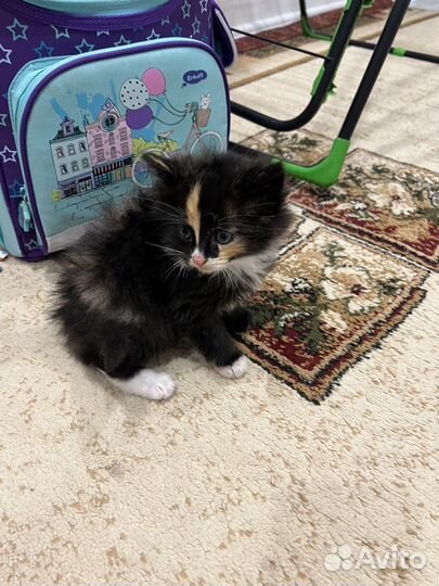 Котята в добрые руки даром девочка