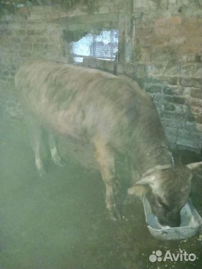 Быки и телки на мясо