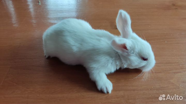 Кролики. Белый паннон. Венский голубой. Метисы