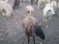 Овцы/ягнята /бараны /матки