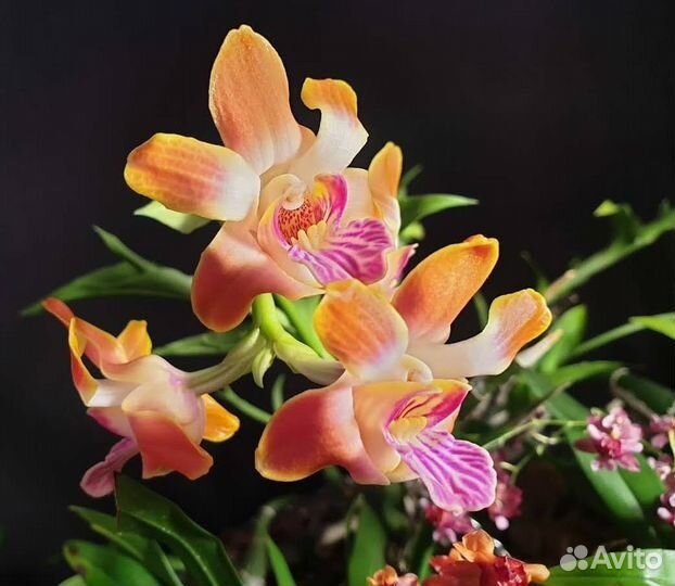 Орхидея Хизис Chysis Sedenii