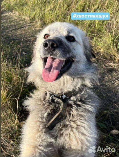 Друг для семьи,очень добрый