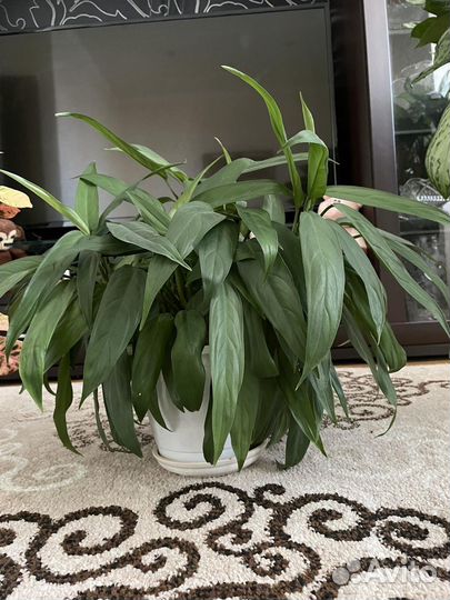 Продаю цветы, состояние хорошее, около 7 штук