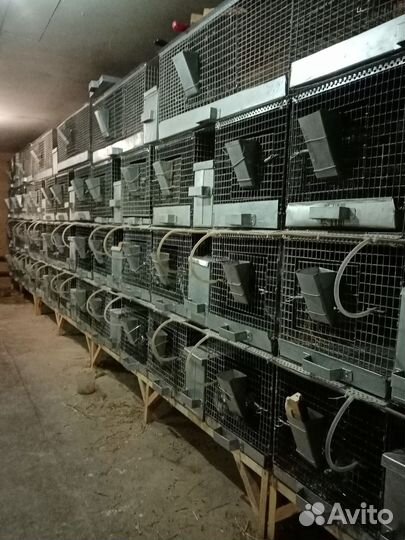 Шиншиллы грызуны с клеткой