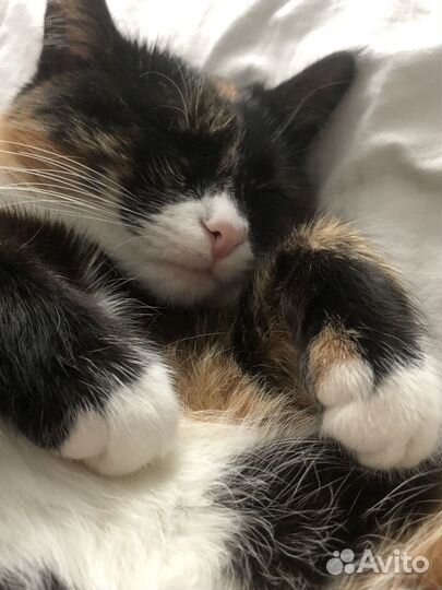 Кошка богатка на случку по договоренности