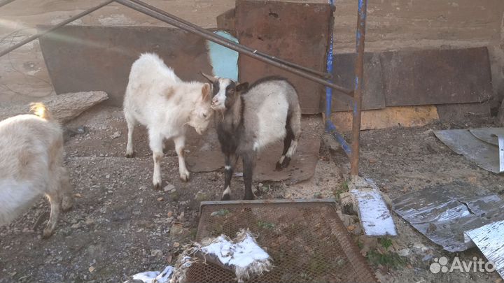 Зааненские козы,альпийские,ламанча