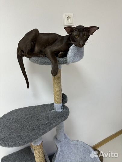 Ориентальная вязка