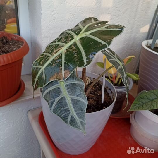 Алоказия полли