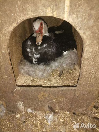 Утята (индоутята) суточные