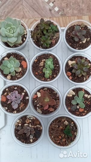 Суккуленты