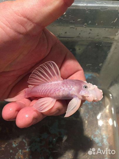 Анцитрус L 144 снежок