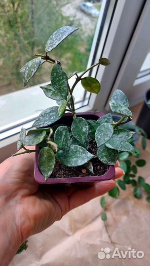 Комнатные домашние растения