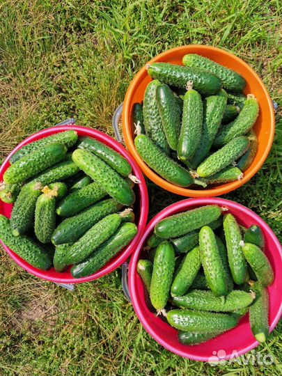 Огурцы свежие домашние
