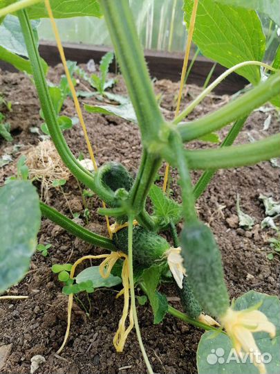 Чеснок рокамболь и свежие огурцы